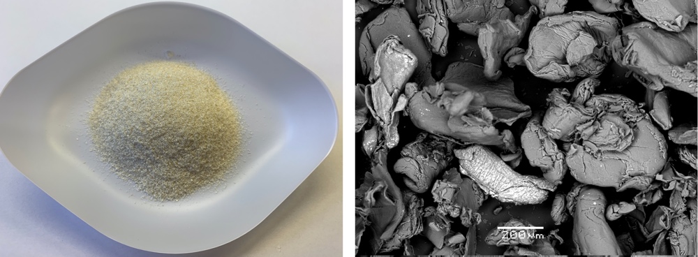Figure 1. Grinded chitosan and SEM micrograph of the fresh material.
