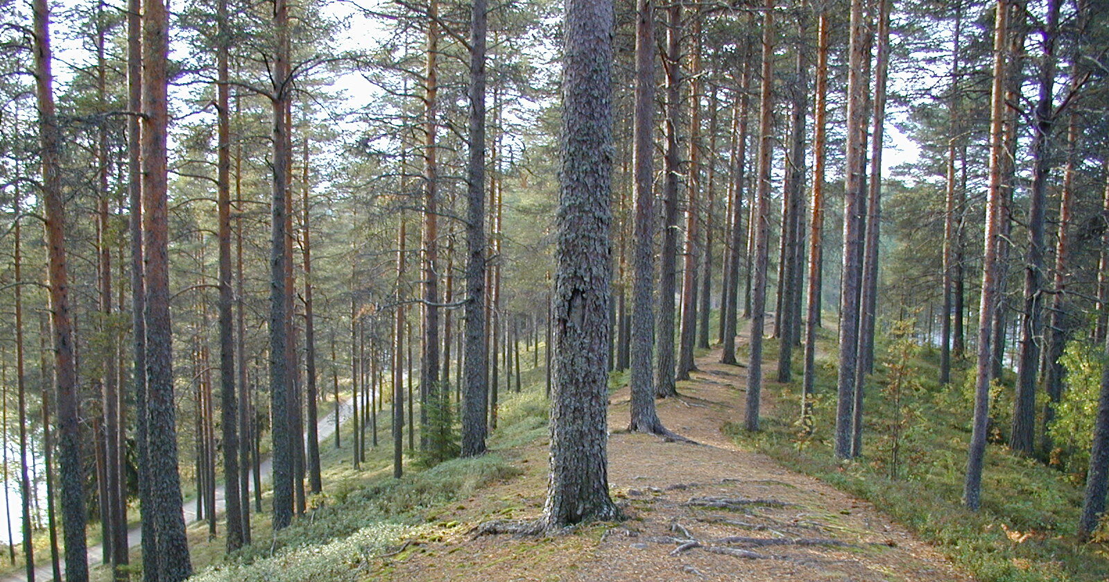 Kohoavaa harjunselkää, mäntyjä ja ympäröivää vesistöä Varpaisjärvellä.