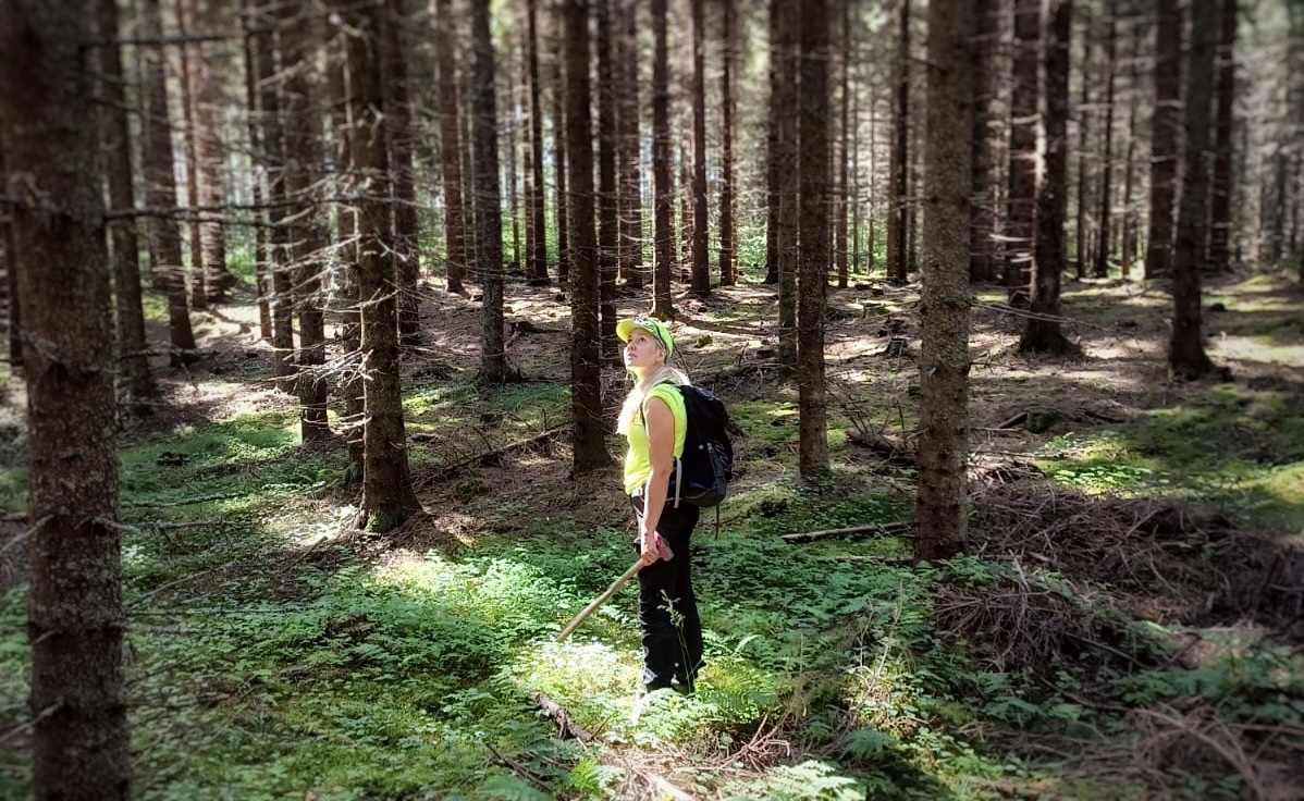 Geologinainen metsän keskellä