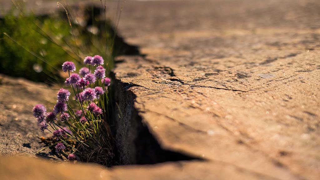 Lila blommor växer i en spricka i berget.