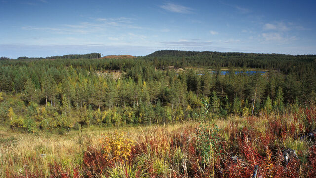 Forest landscape with a meadow in the foreground and a small lake in the background.