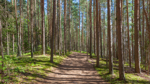 Stig i en tallskog på ås på en sommardag.