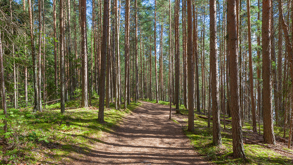 Stig i en tallskog på ås på en sommardag.