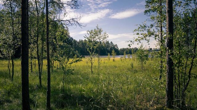 Suoaukio, taustalla järvi ja metsää.