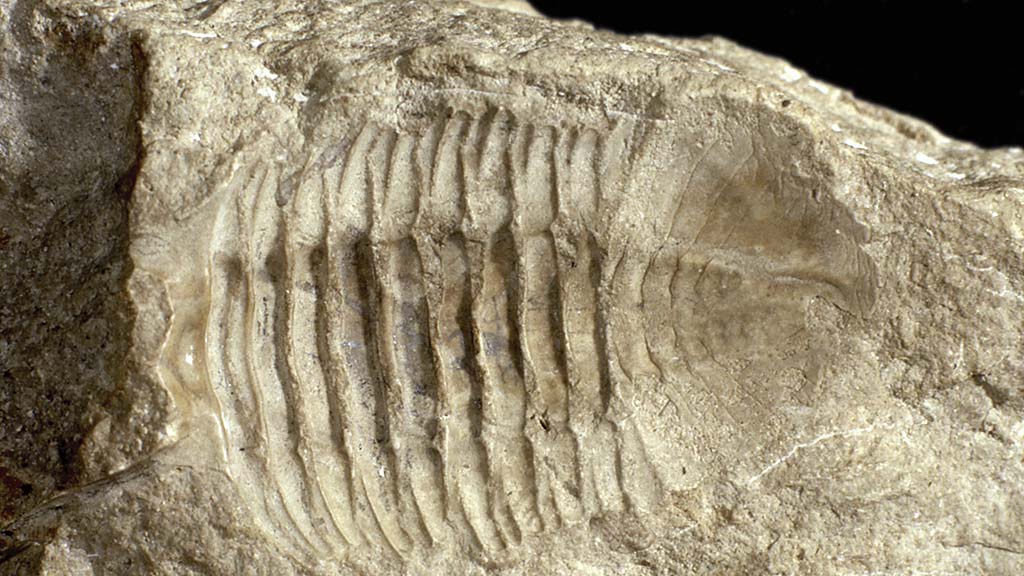 Kuvassa on fossiili kiven pinnalla.