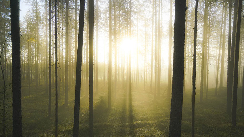 Aamun auringonsäteitä suomalaisessa metsä- ja suomaisemassa.