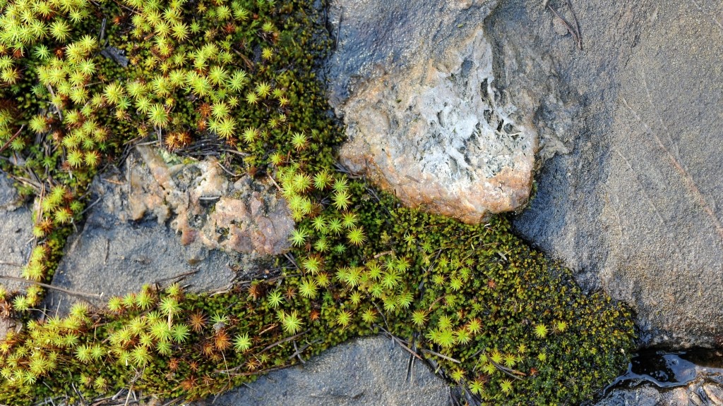 Vihreää rahkasammalta harmaiden kalliopaljastumien välissä.