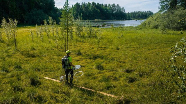 Henkilö seisoo suolla ja kerää näytteitä. Taustalla on järvi ja metsää.