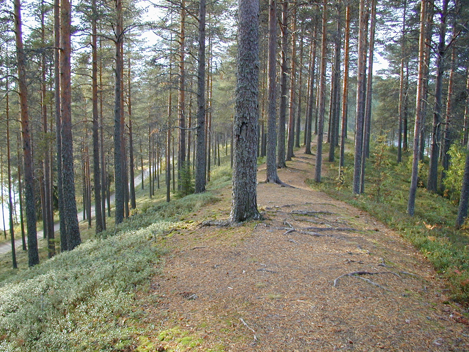 Kohoavaa harjunselkää, mäntyjä ja ympäröivää vesistöä Varpaisjärvellä.