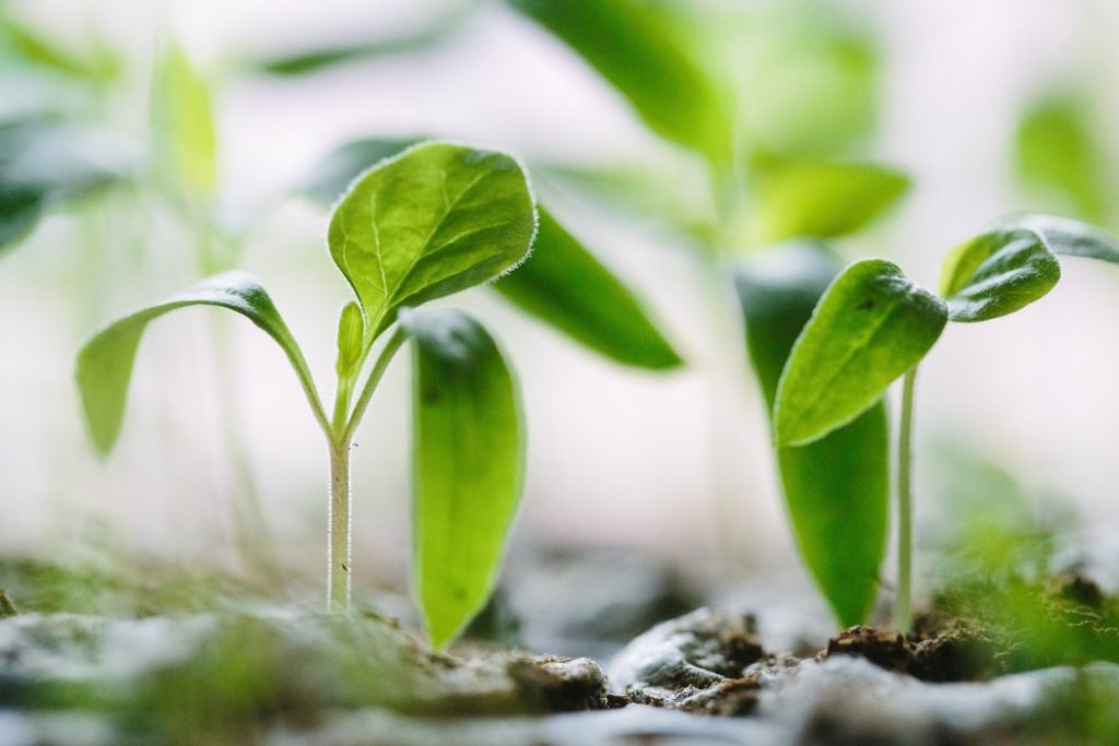 Plants growing