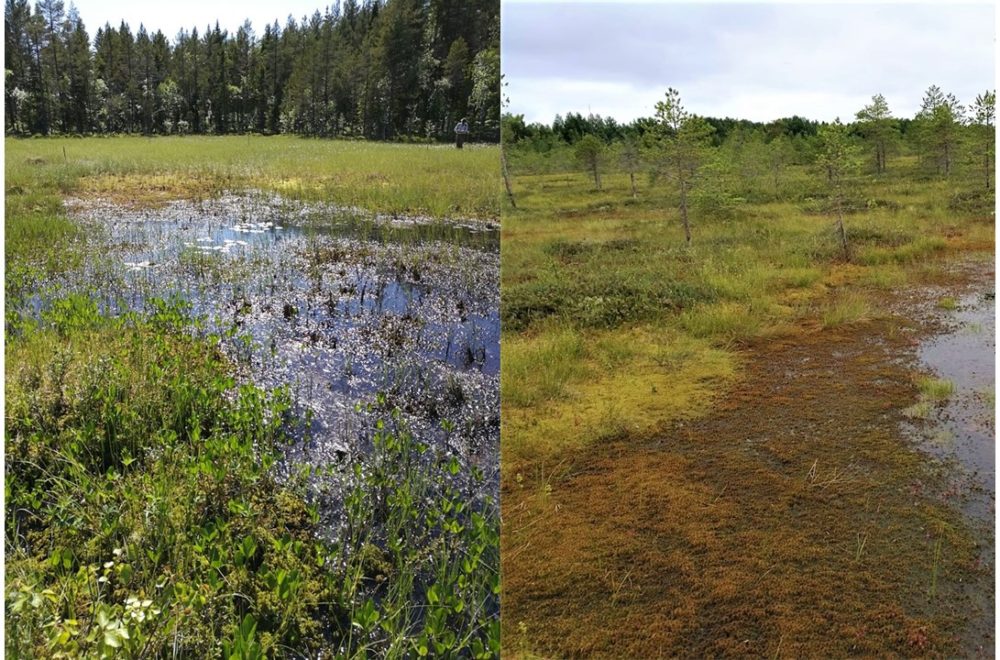 Figure 1. Peatland succession typically proceeds from sedge and herb-covered nutrient-rich fens (left-hand side) to Sphagnum moss and shrub-dominated nutrient-poor bogs (right-hand side).