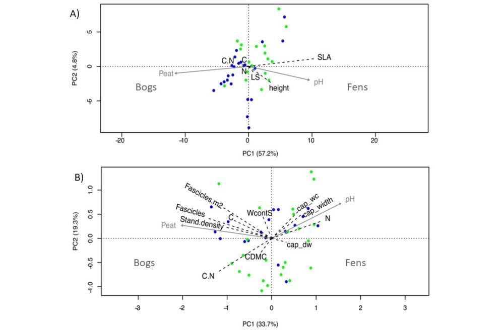 Figure 2. Principal component analysis (PCA) of site‐specific plant traits, showing peat thickness and pH as supplementary variables (grey arrows). During peatland succession, peat thickness increases and pH decreases. (A) Traits of vascular plants: plant height, specific leaf area (SLA), leaf size (LS) and leaf C:N ratio, C content and N content. (B) Traits of Sphagnum mosses: stand density, number of fascicles per stem, number of fascicles per m2, capitulum width (cap_width), capitulum water content (cap_wc), capitulum dry weight (cap_dw) and capitulum C:N ratio, C content and N content.