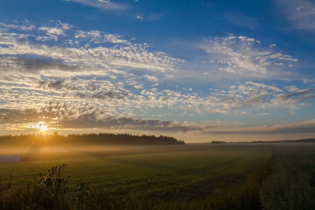 Kesäistä peltomaisemaa ja siintävää metsää Pohjanmaalla auringon noustessa.