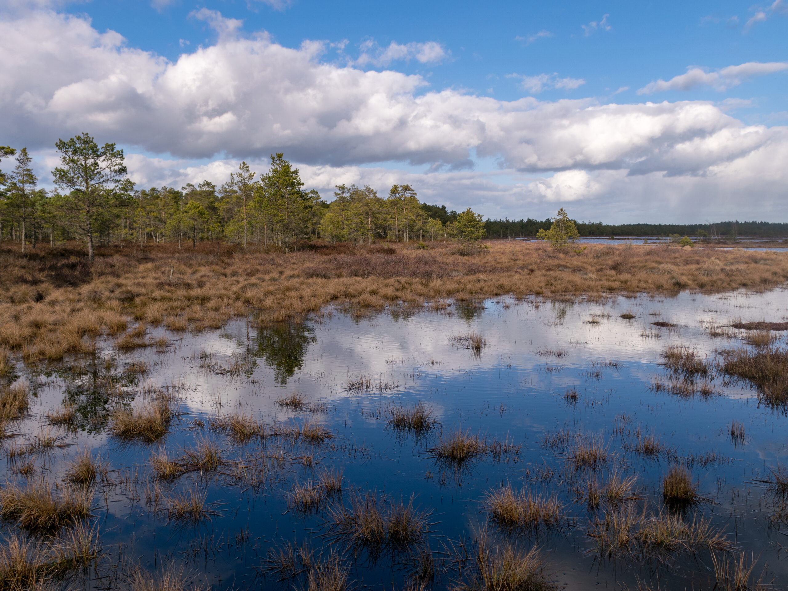 View of a peat bog lake on a sunny day with fragments of dry grass in the foreground, beautiful reflections of the sky and clouds in the water,