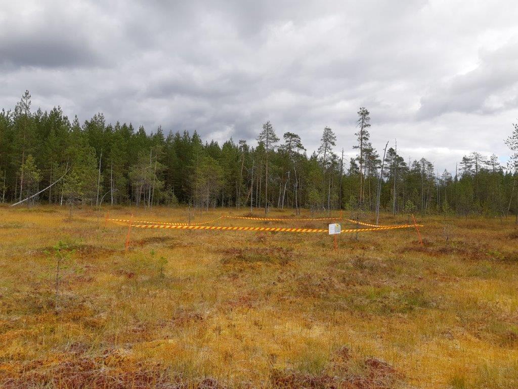 The grounding area is surrounded with line in the forest