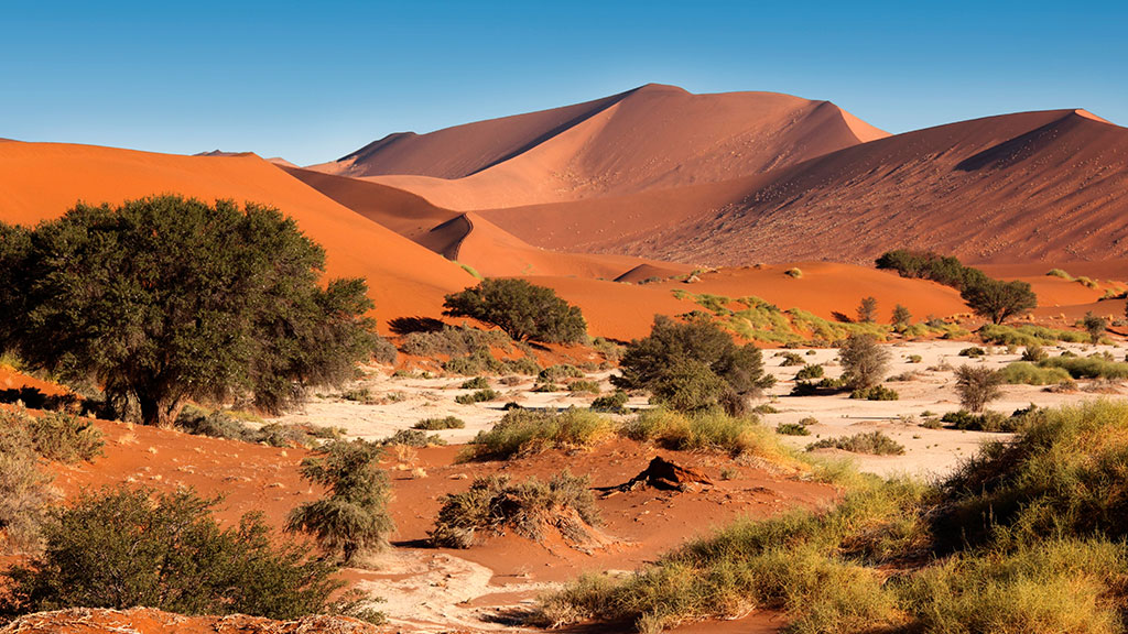 Namibialainen maisema, jossa hiekkaa ja puita. Taivas on kirkas.