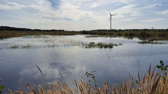 Restored wetland area with wind power production in the background.