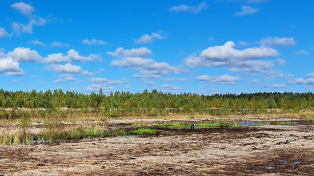 Ensimmäinen ison mittakaavan rahkasammalen kasvatusala Suomessa.