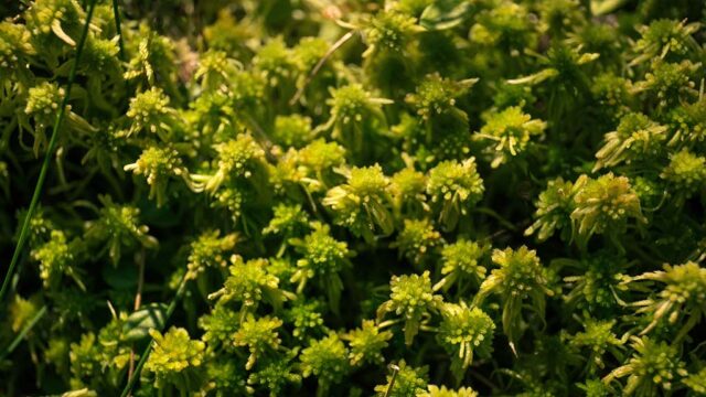 Light green Sphagnum moss growth on the mire surface.