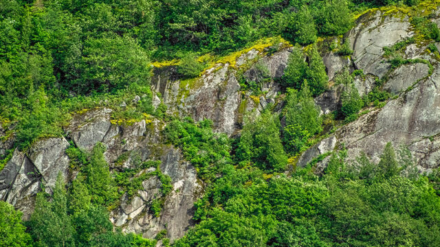 Green trees on a bedrock off the cliffside of a mountain.